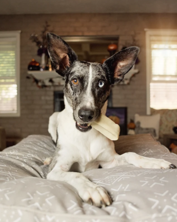 Moo Dog Chews - Image 2