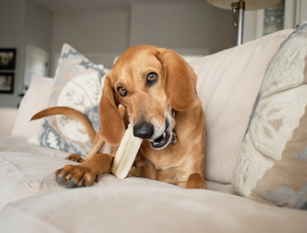 Moo Dog Chews - Image 3