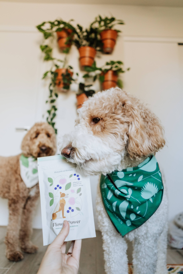 Flower Power - Superfood Dog Treats - Image 4