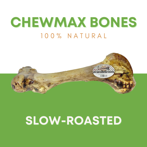 Femur Beef Bone - Image 2